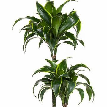Dracaena fragrans 'Dorado'