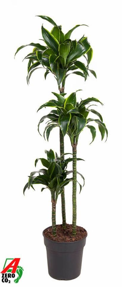 Dracaena fragrans 'Dorado'