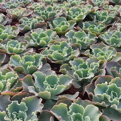 Echeveria 'Dorothy'