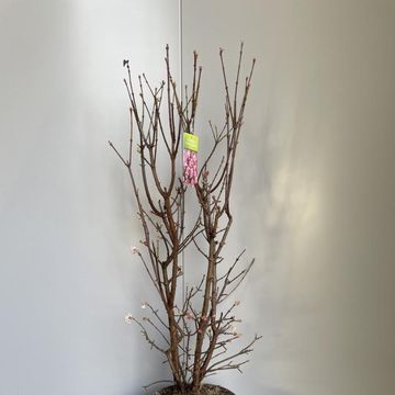 Viburnum x bodnantense 'Dawn'