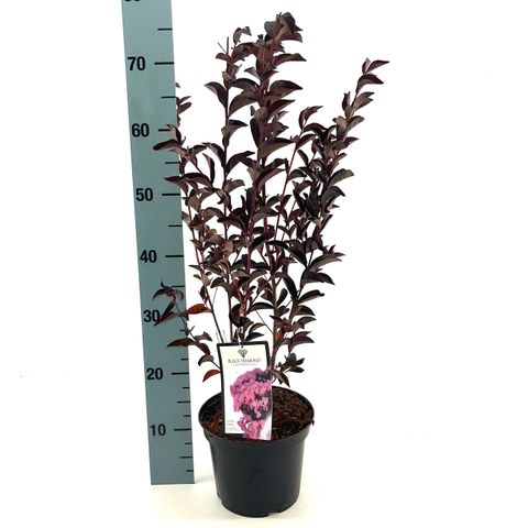 Lagerstroemia indica SHELL PINK