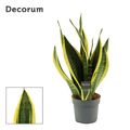 Sansevieria trifasciata 'Futura Superba'