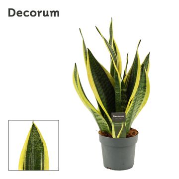 Sansevieria trifasciata 'Futura Superba'