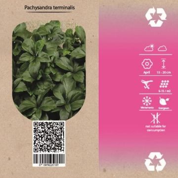 Pachysandra terminalis