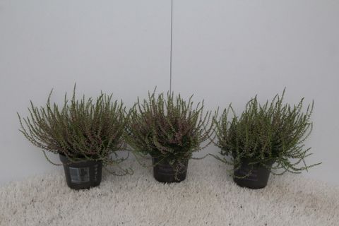 Calluna vulgaris 'Tib'