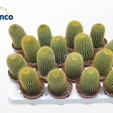 Eriocactus leninghausii