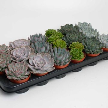 Echeveria MIX