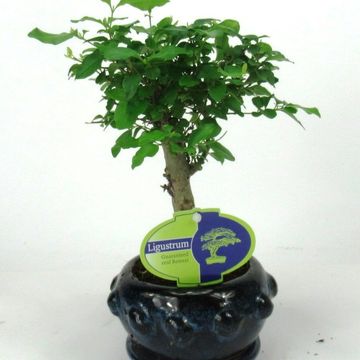 Ligustrum sinense