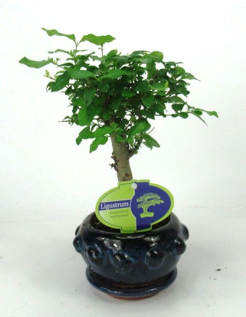 Ligustrum sinense