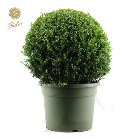 Buxus sempervirens