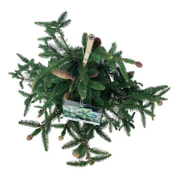 Picea abies 'Acrocona'