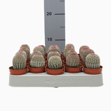Echinocereus pectinatus rubrispinus