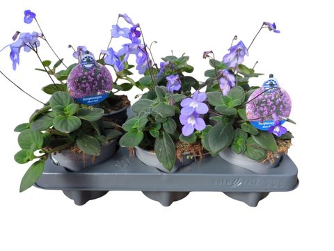 Streptocarpus saxorum