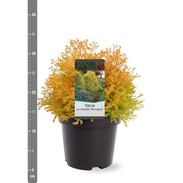 Thuja occidentalis 'Rheingold'