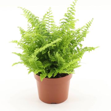 Nephrolepis exaltata 'Vitale'