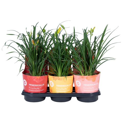 Гемерокалис MIX