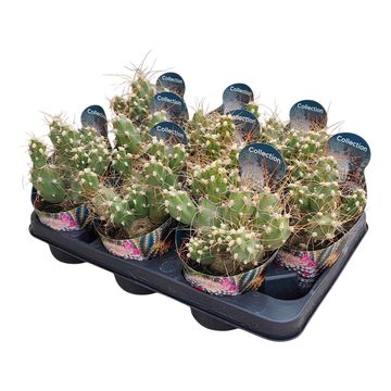 Tephrocactus alboareolatus