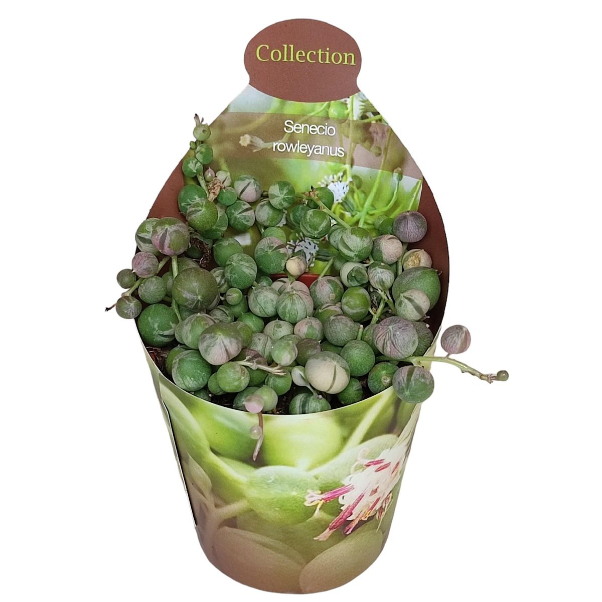 Senecio Rowleyanus Variegata Plant Wholesale Floraccess