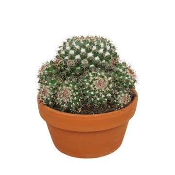 Mammillaria karwinskiana