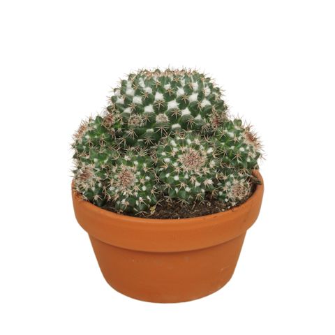 Mammillaria karwinskiana