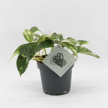 Epipremnum 'Churchill Gold'