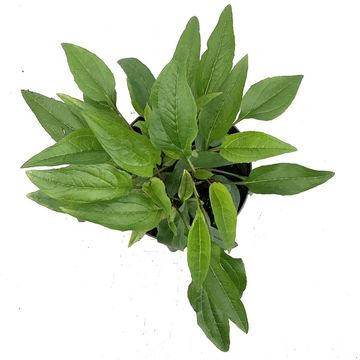 Echinacea purpurea 'Magnus'