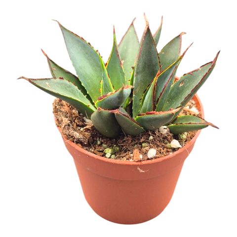 Agave 'Shaka Zulu'