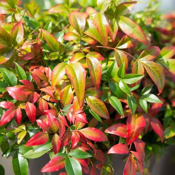 Nandina domestica OBSESSED