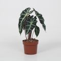 Alocasia DWARF AMAZONICA