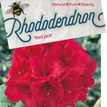 Rhododendron 'Red Jack'