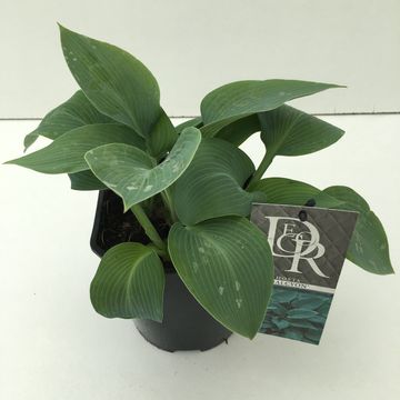 Hosta 'Halcyon'