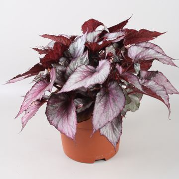 Begonia BELEAF MAORI HAZE