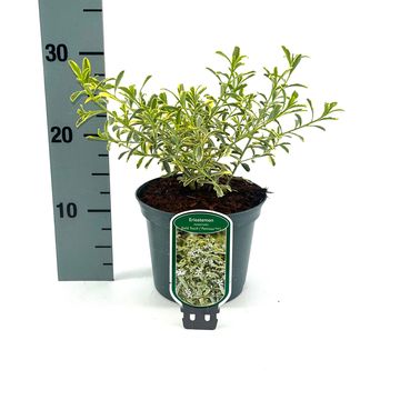 Eriostemon myoporoides GOLD TOUCH