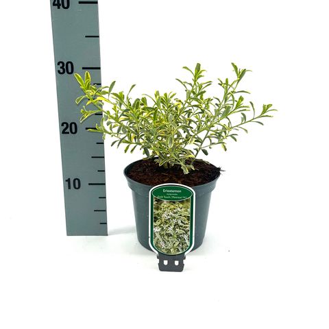 Eriostemon myoporoides GOLD TOUCH