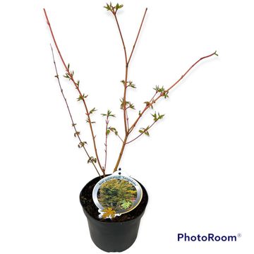 Acer palmatum 'Sangokaku'