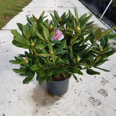 Rhododendron 'Космополитан'