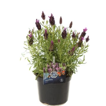 Lavandula stoechas JAVELIN PURPLE
