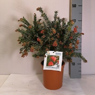 Grevillea 'Fireworks'