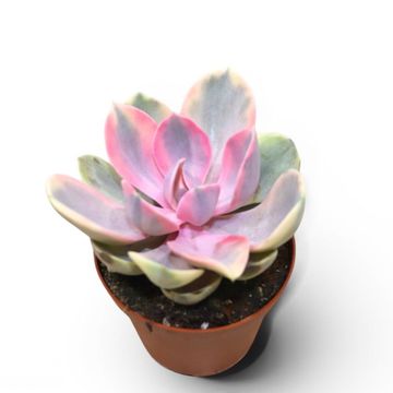 Echeveria RAINBOW