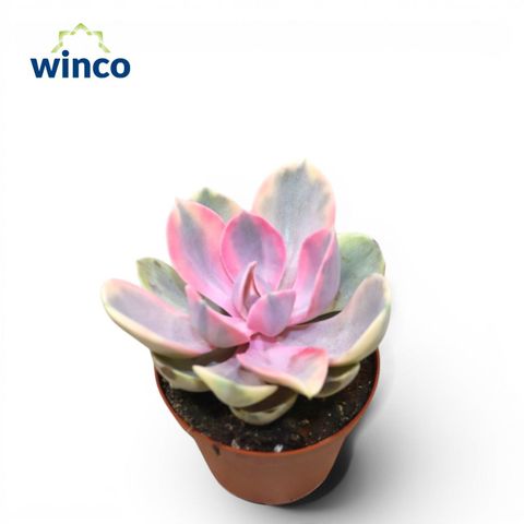Echeveria RAINBOW