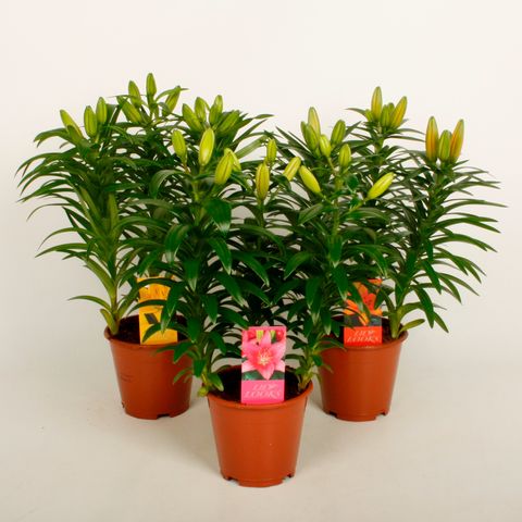 Lilium LILY LOOKS TINY MIX