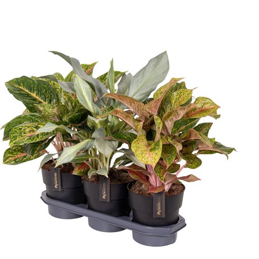 Aglaonema MIX