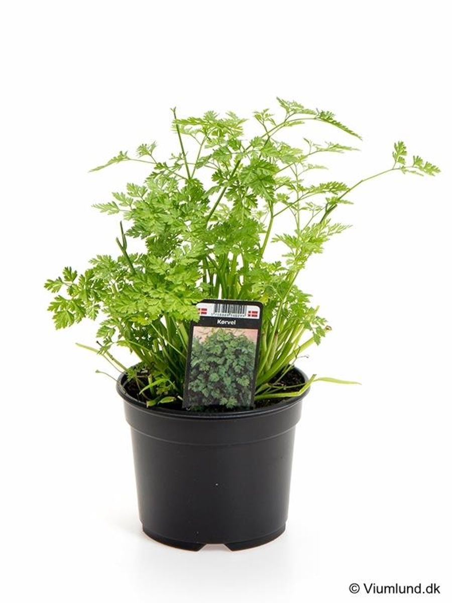 Anthriscus cerefolium — Plant Wholesale FlorAccess