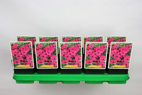 Geranium cinereum 'Signal'