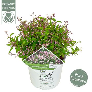 Deutzia YUKI CHERRY BLOSSOM