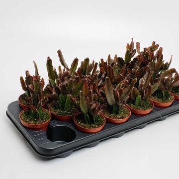 Rhipsalis agudoensis