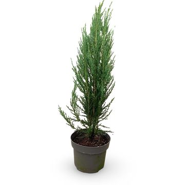 Juniperus scopulorum 'Blue Arrow'