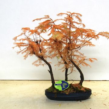 Metasequoia glyptostroboides