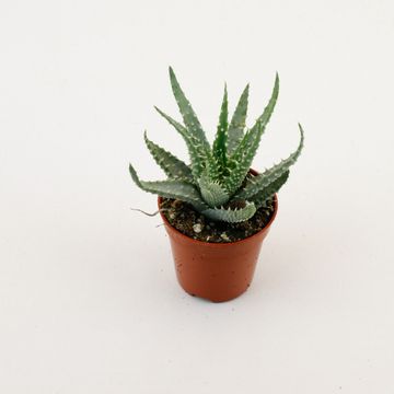 Aloe humilis