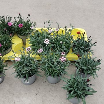 Dianthus MIX